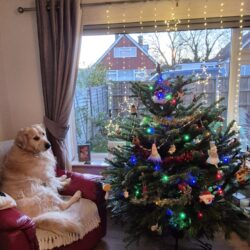 A decorated Christmas tree with colourful lights stands in a living room next to a large window with hanging star fairy lights. In a red armchair beside the tree, Sunny the golden retriever sits upright like a person, looking toward the tree. The scene is warm and festive with houses and trees visible outside.