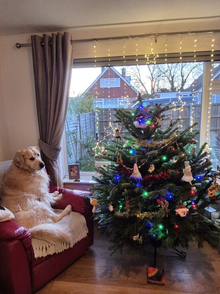 A decorated Christmas tree with colourful lights stands in a living room next to a large window with hanging star fairy lights. In a red armchair beside the tree, Sunny the golden retriever sits upright like a person, looking toward the tree. The scene is warm and festive with houses and trees visible outside.